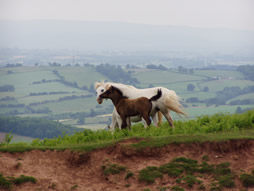 [i]Mare with foal on Garway Hill[/i]